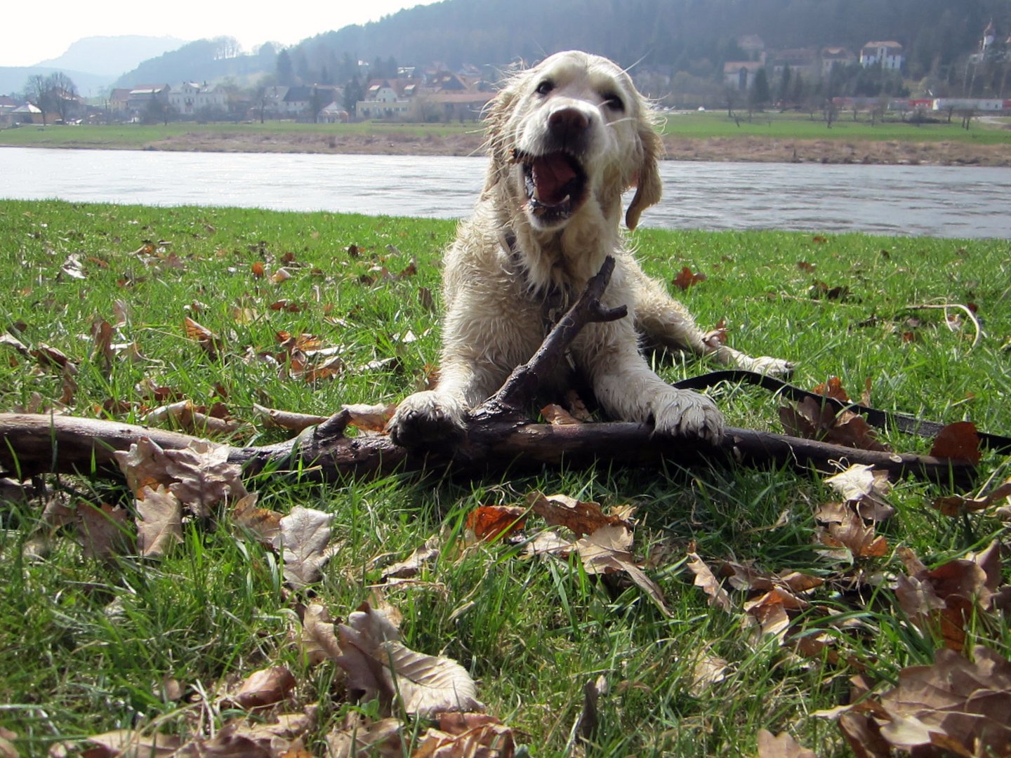 Wasserschmutzhund Shirley auf Tour in Rathen beim Säubern der Elbe von Treibholz