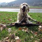 Wasserschmutzhund Shirley auf Tour in Rathen beim Säubern der Elbe von Treibholz