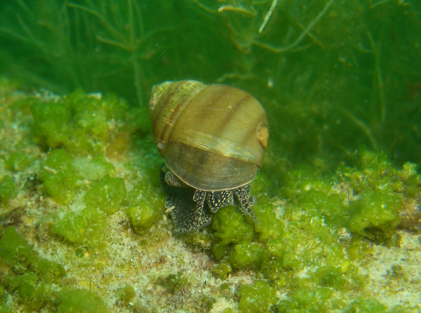 Wasserschnecke Foto & Bild unterwasser, uwsüsswasser, naturkreativ
