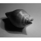 Wasserschnecke #3