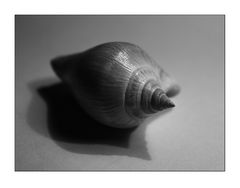 Wasserschnecke #3