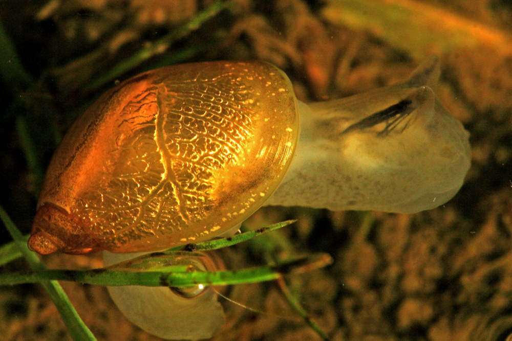 Wasserschnecke