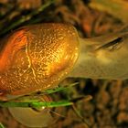 Wasserschnecke