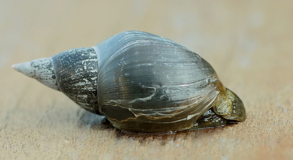 Wasserschnecke Foto & Bild tiere, wildlife, schnecken & muscheln