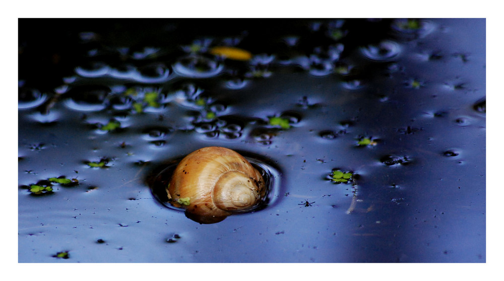 Wasserschnecke