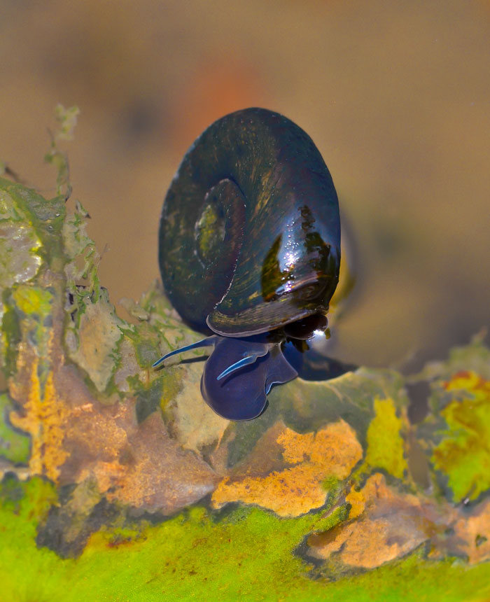 Wasserschnecke