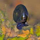 Wasserschnecke