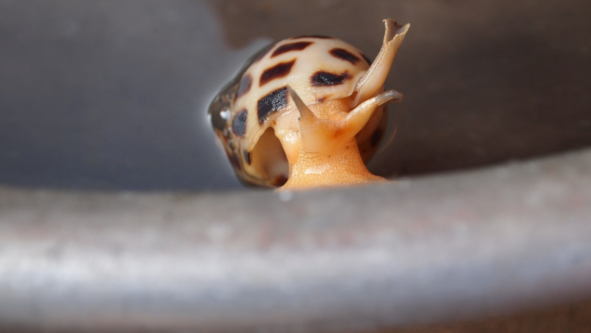 Wasserschnecke auf der Flucht