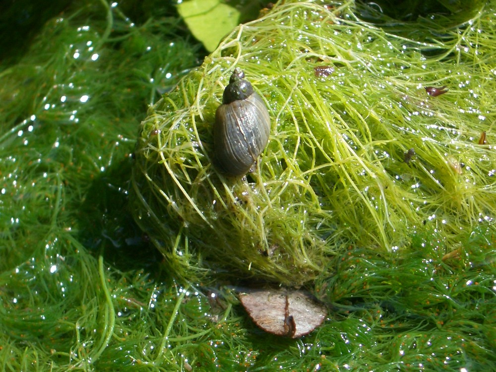 Wasserschnecke