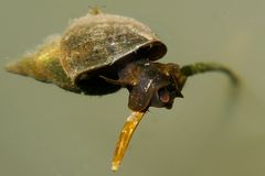 Wasserschnecke