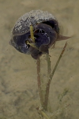 Wasserschnecke