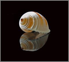 Wasserschnecke