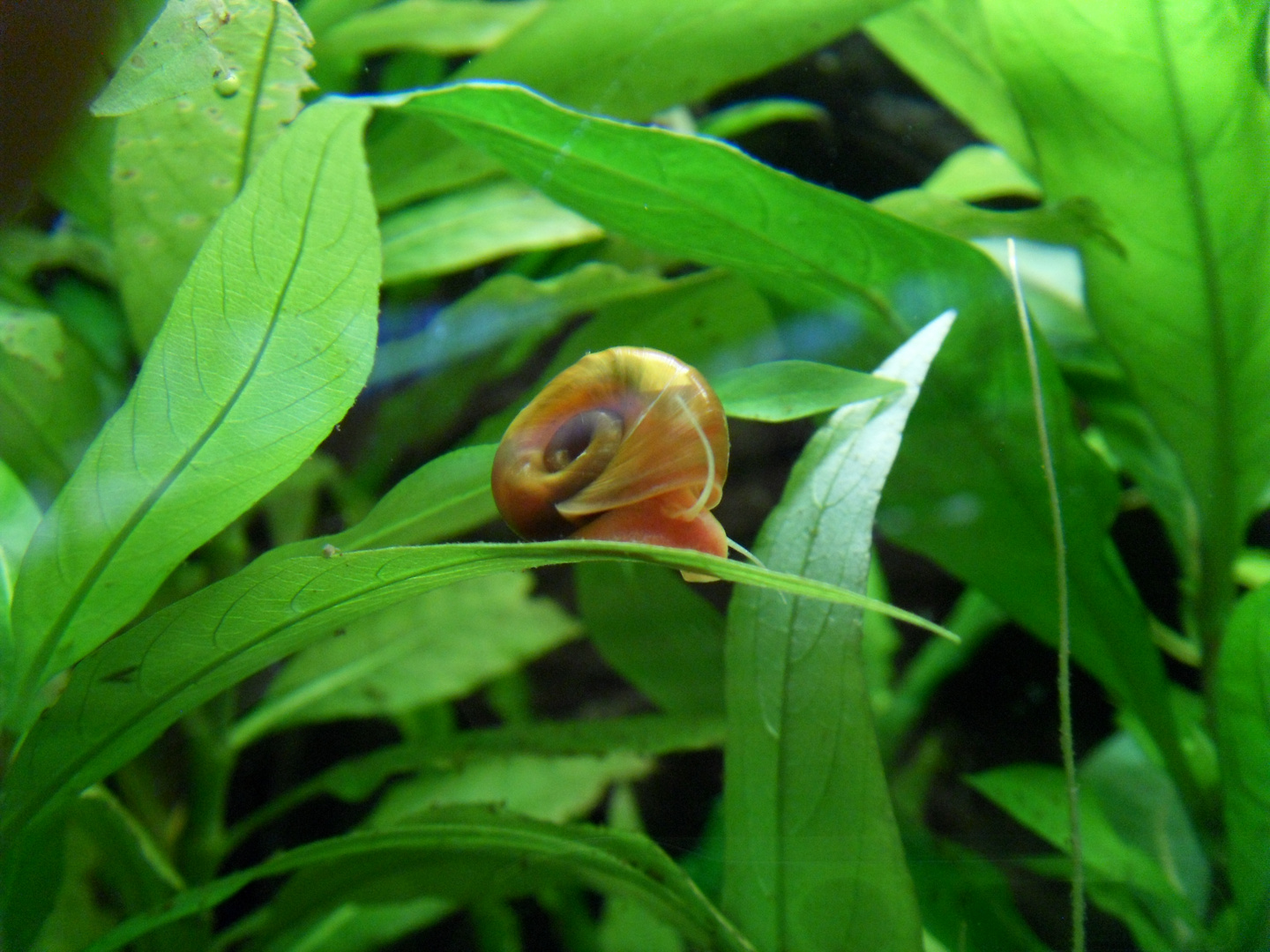 Wasserschnecke im Grünen