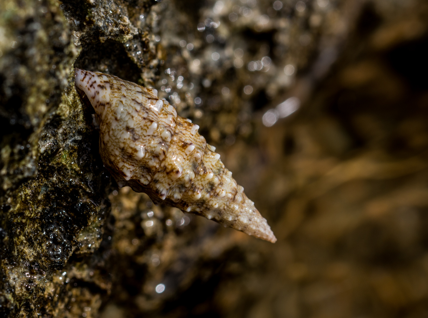 Wasserschnecke im Mittelmeer