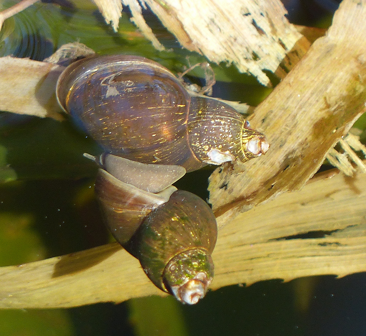 Wasserschnecken