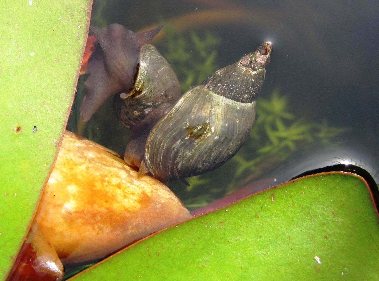 Wasserschnecken im Gartenteich Foto & Bild tiere, wildlife, schnecken