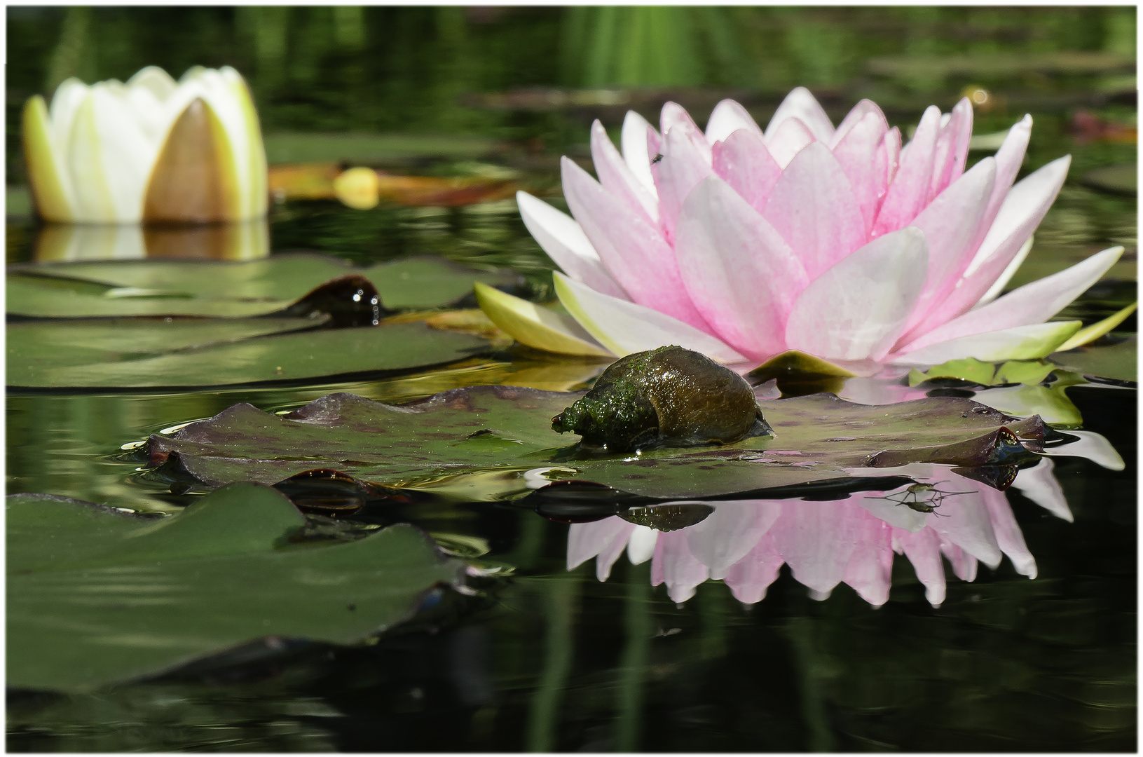 Wasserschnecken im Seerosenteich