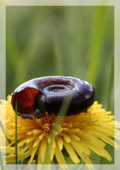 wasserschneckenhäuschchen zu vermieten...