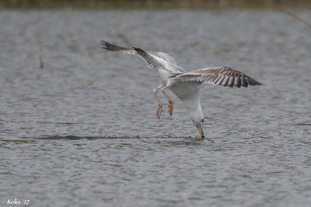 Wasserschneidermöwe