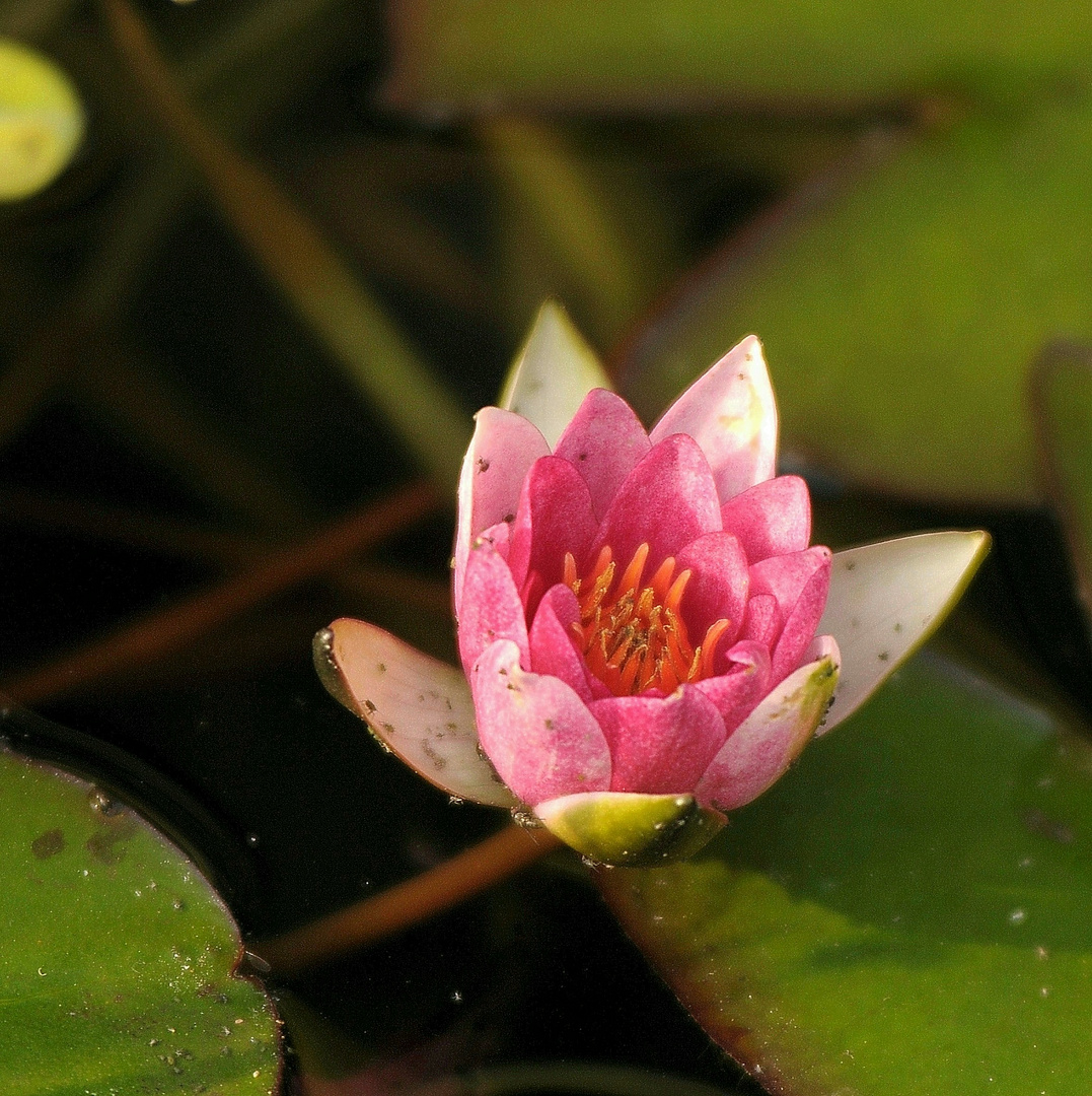 Wasserschönheit