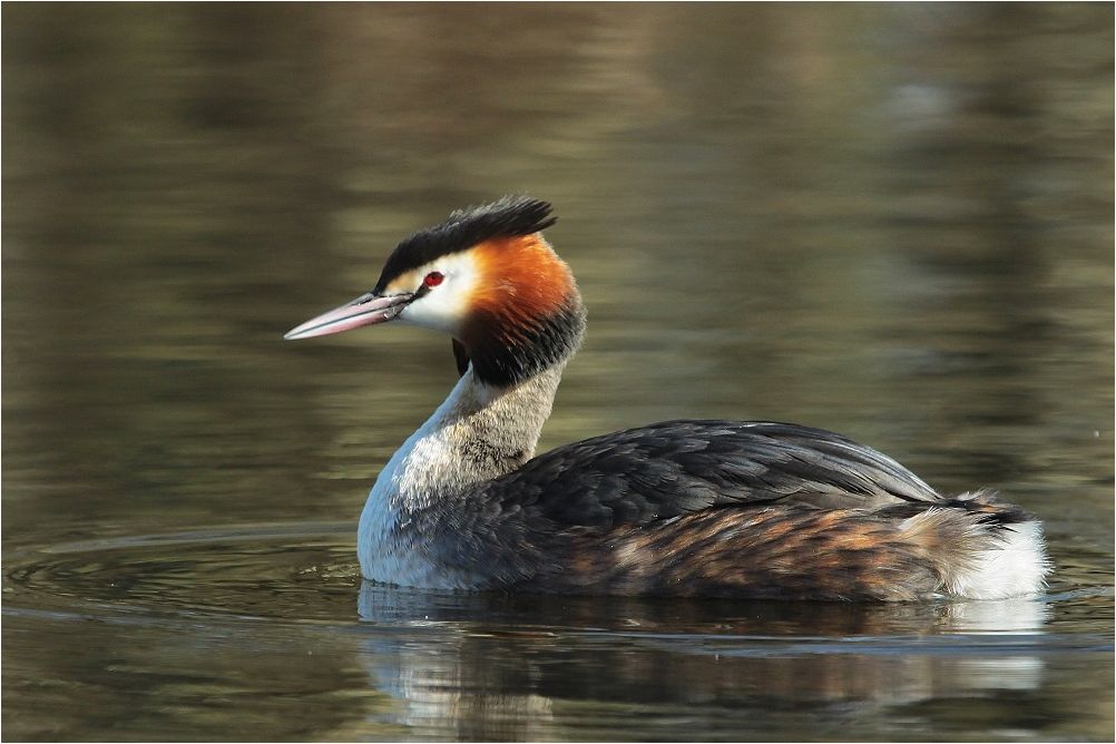 Wasserschönheit