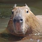 Wasserschwein