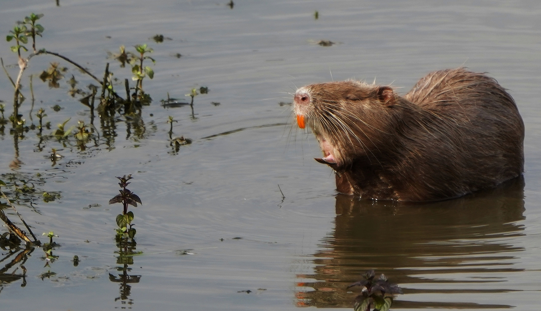 Wasserschwein.