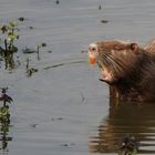 Wasserschwein.