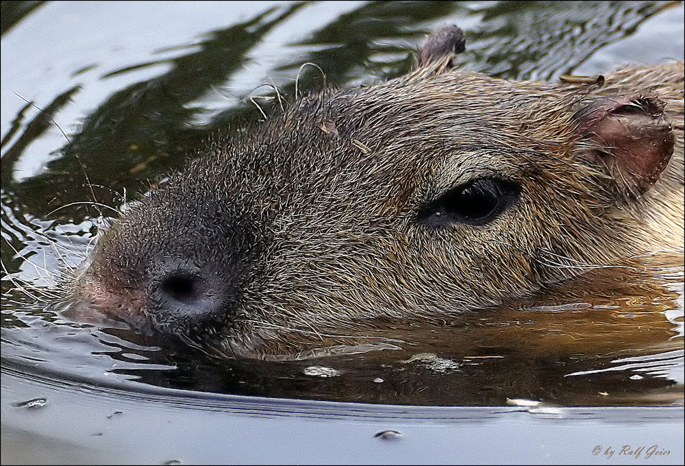 Wasserschwein