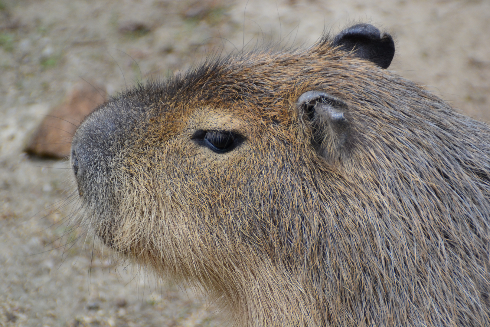 Wasserschwein