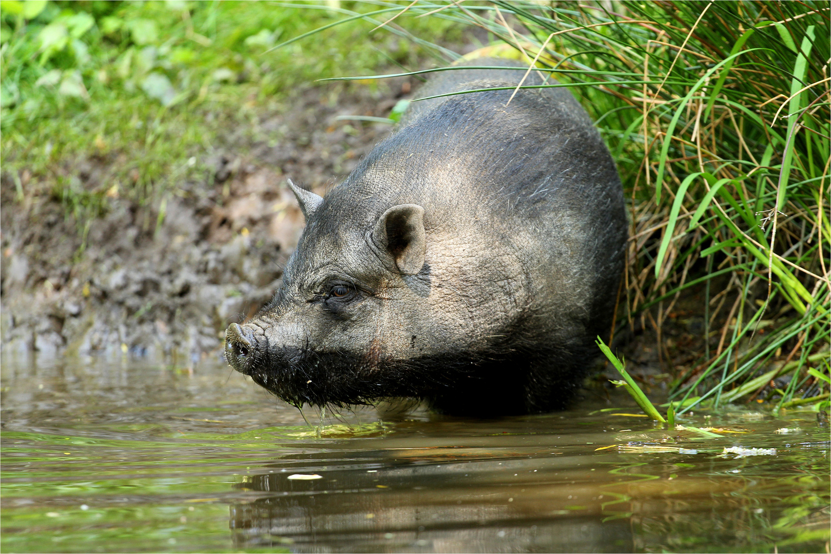 Wasserschwein