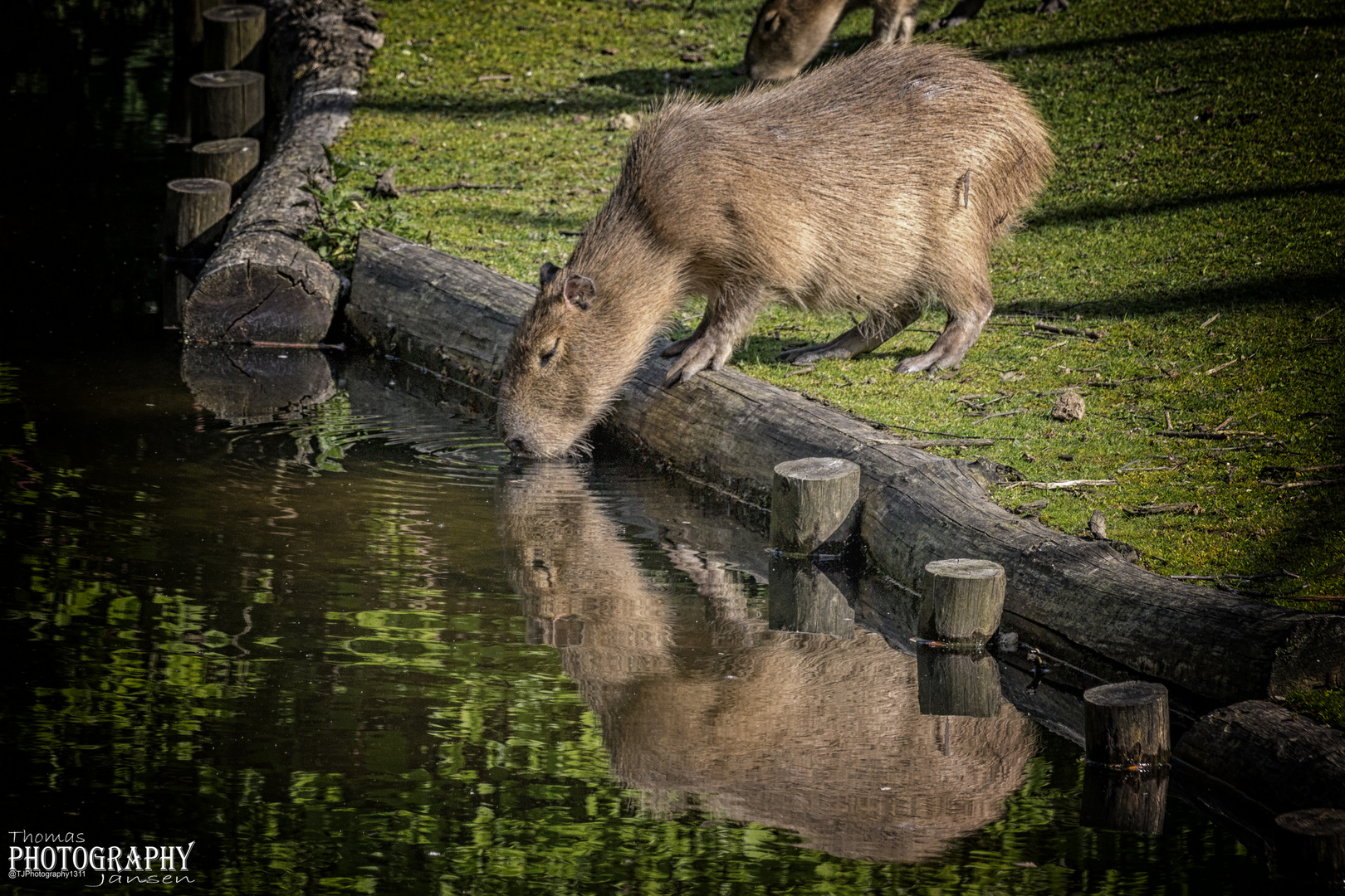 Wasserschwein