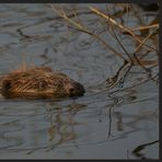 "Wasserschwein"-Alarm