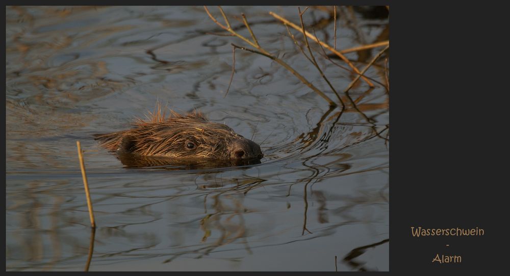 "Wasserschwein"-Alarm