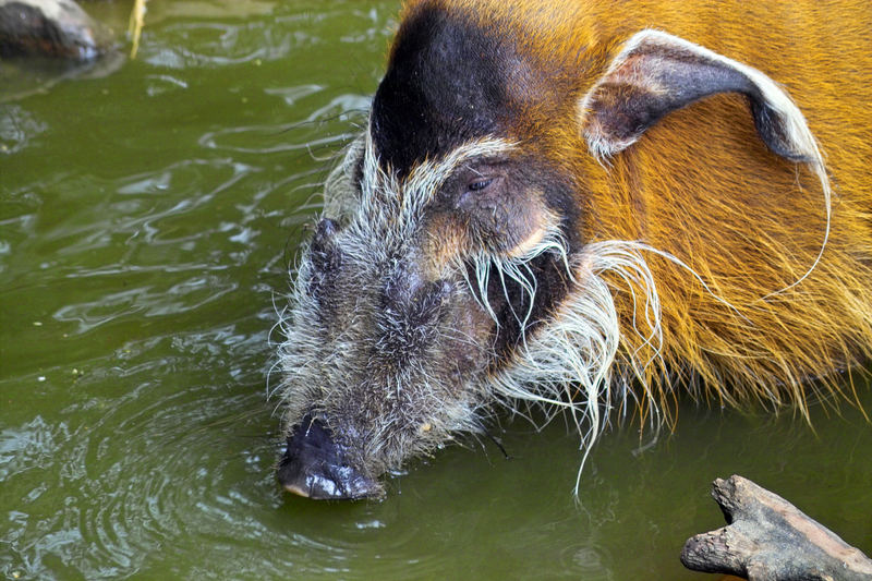 Wasserschwein