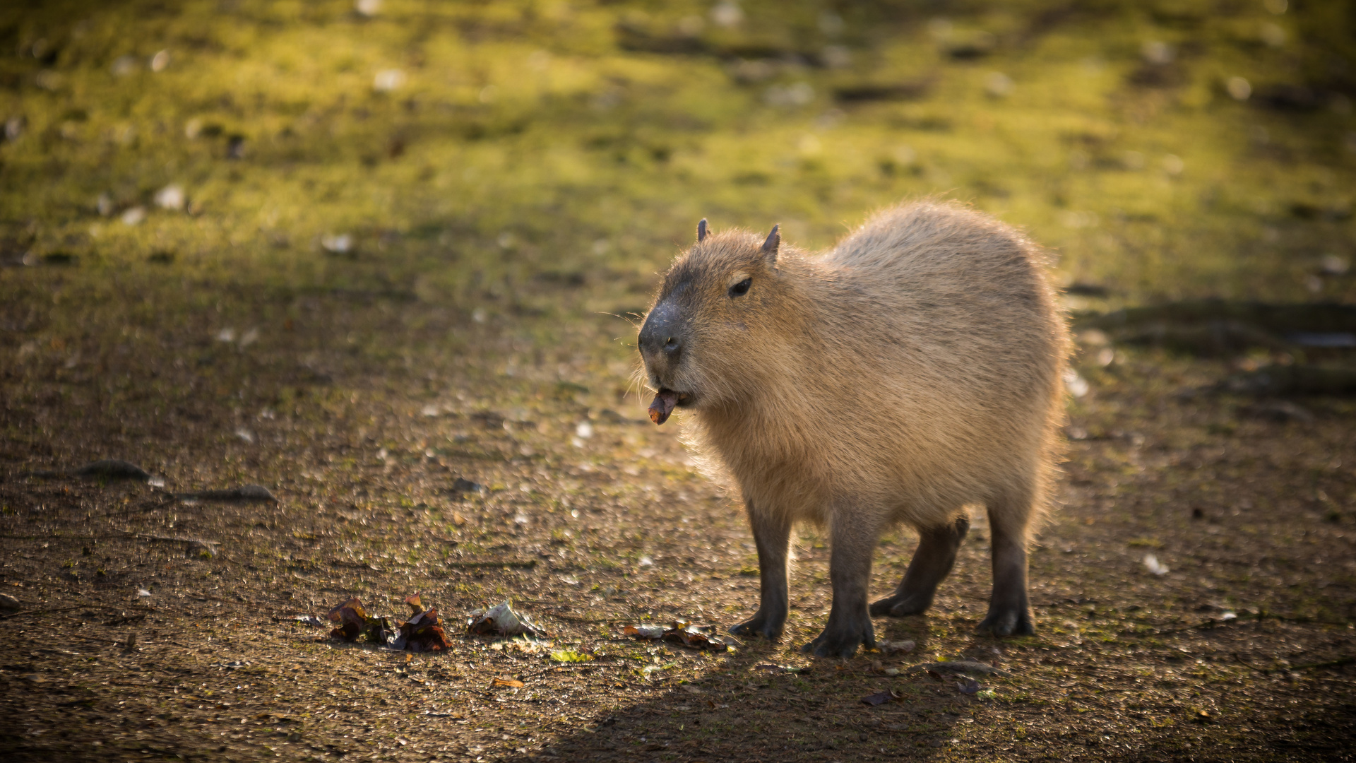 "Wasserschwein"