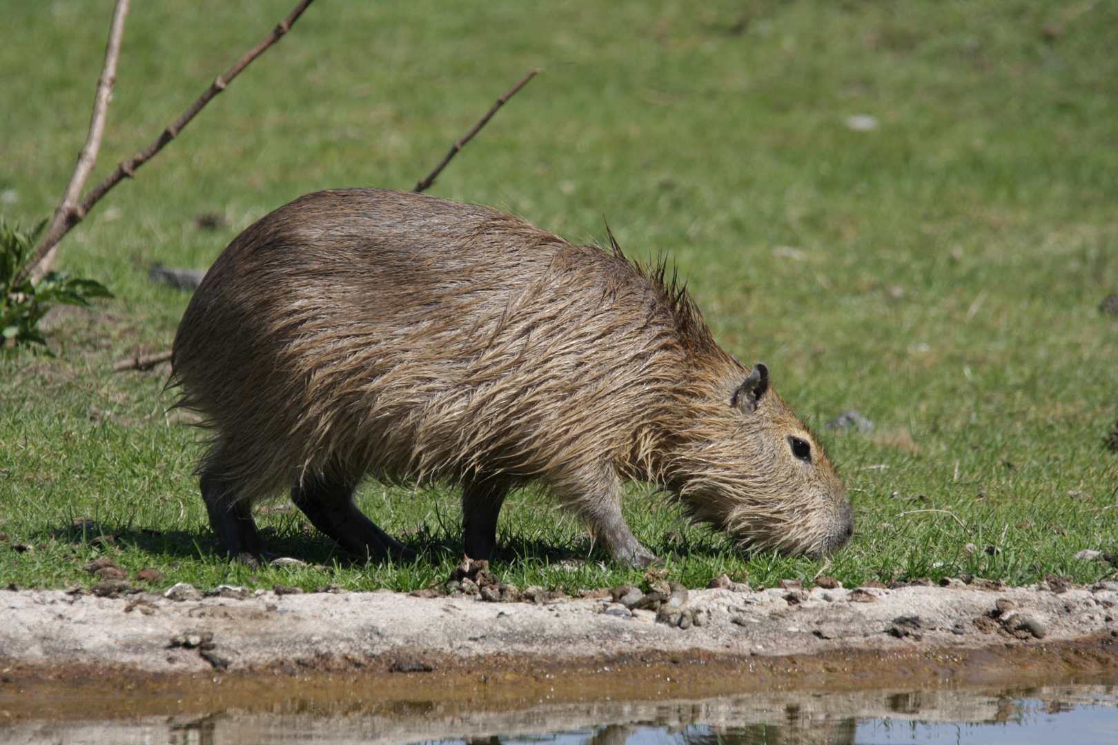 Wasserschwein