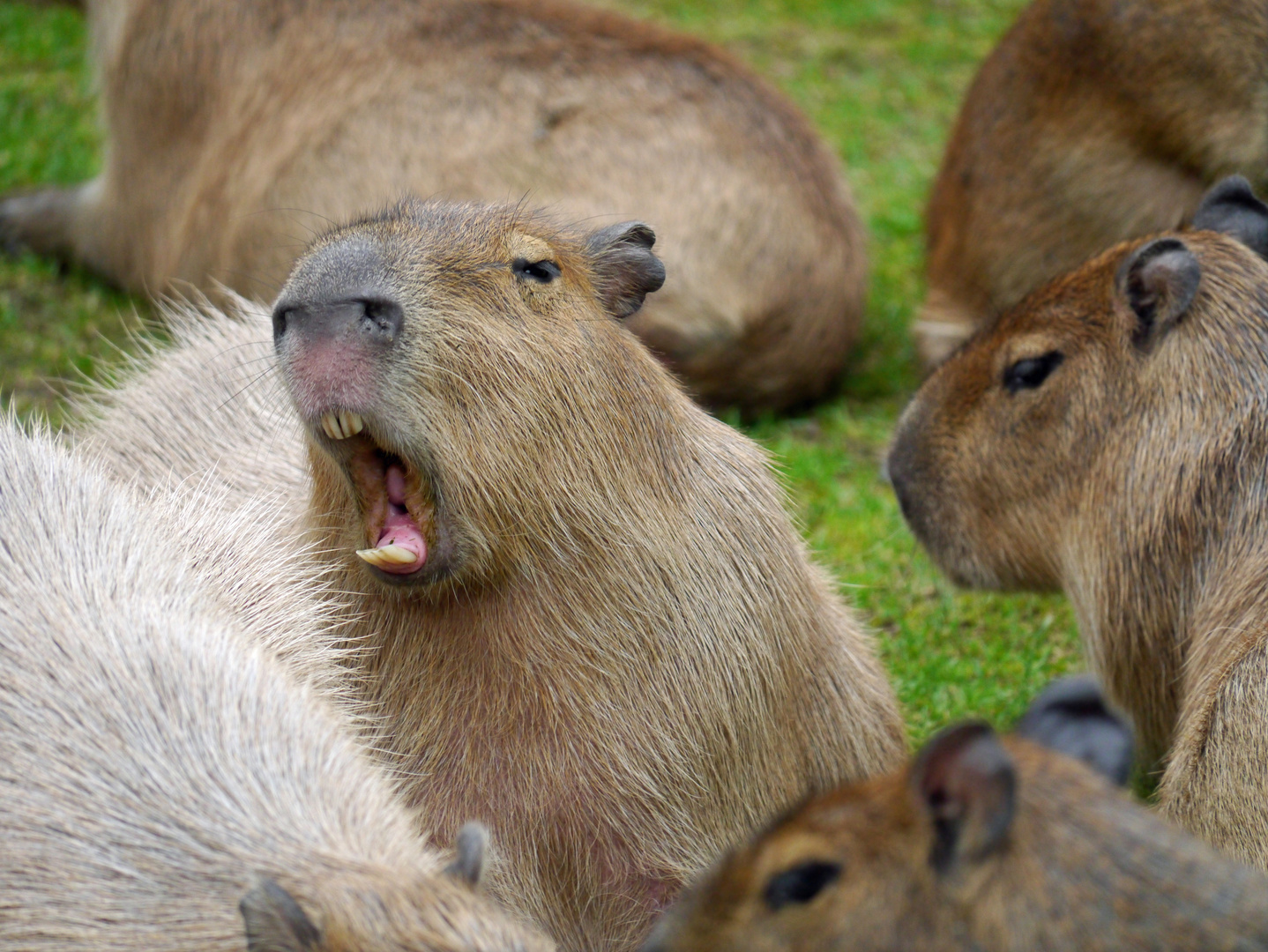 Wasserschwein / Capybara Foto & Bild tiere, zoo, wildpark & falknerei, säugetiere Bilder auf Wasserschwein / Capybara Foto & Bild tiere, zoo, wildpark & falknerei, säugetiere Bilder auf