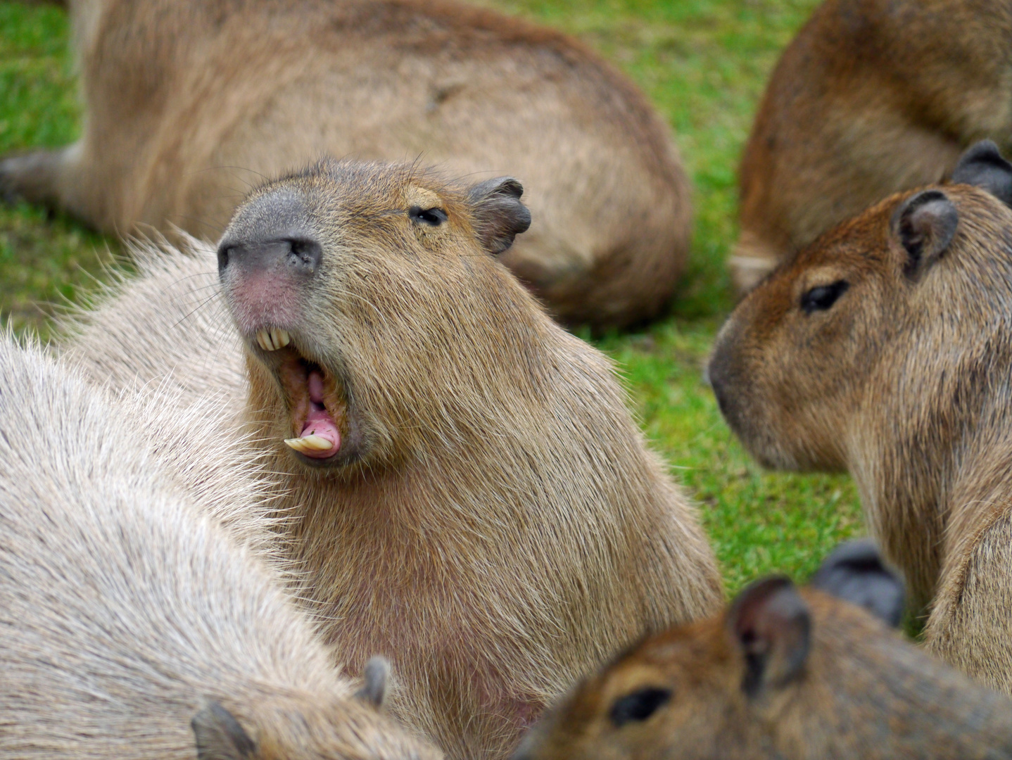 Wasserschwein / Capybara