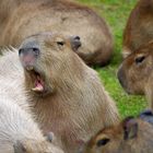 Wasserschwein / Capybara