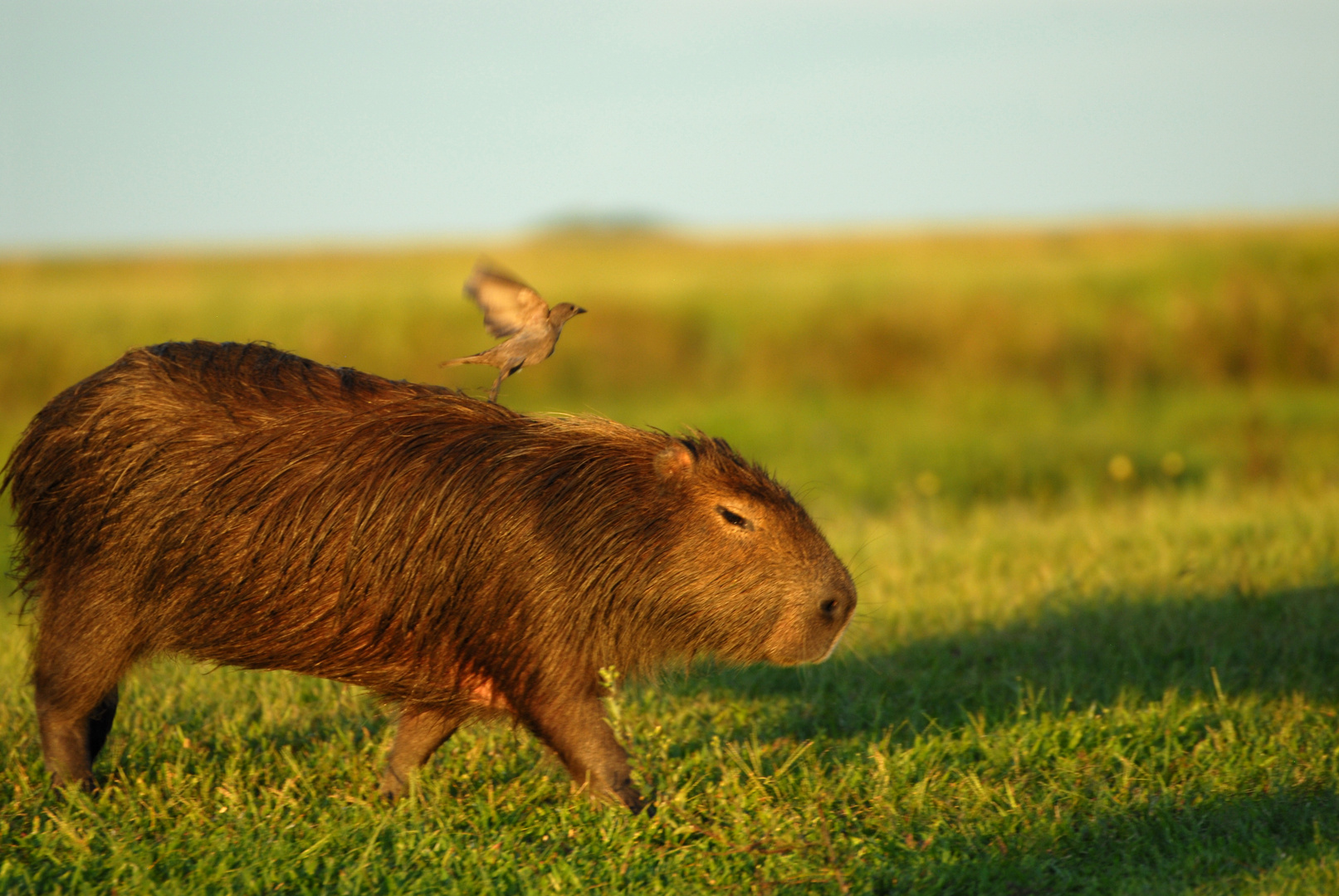 Wasserschwein, (Carpincho) mit Vogel