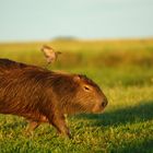 Wasserschwein, (Carpincho) mit Vogel