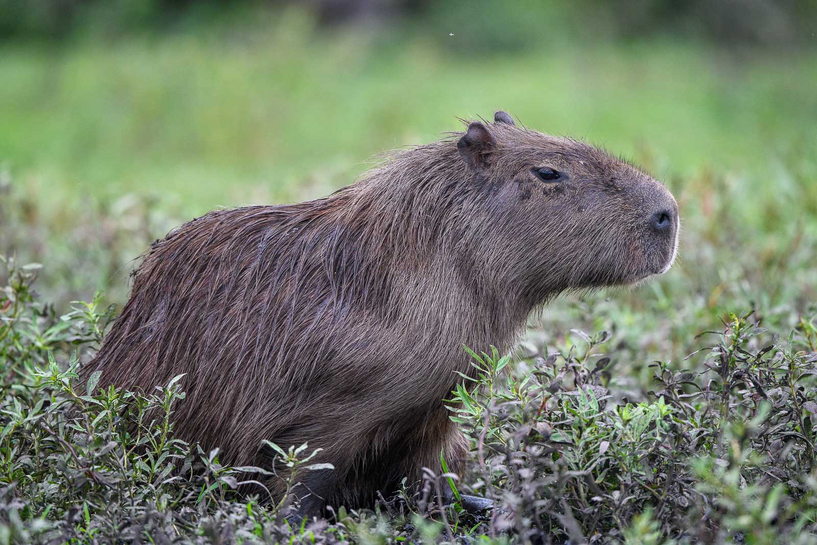 Wasserschwein, Esteros del Iberá (Iberá-Sümpfe i), Argentina