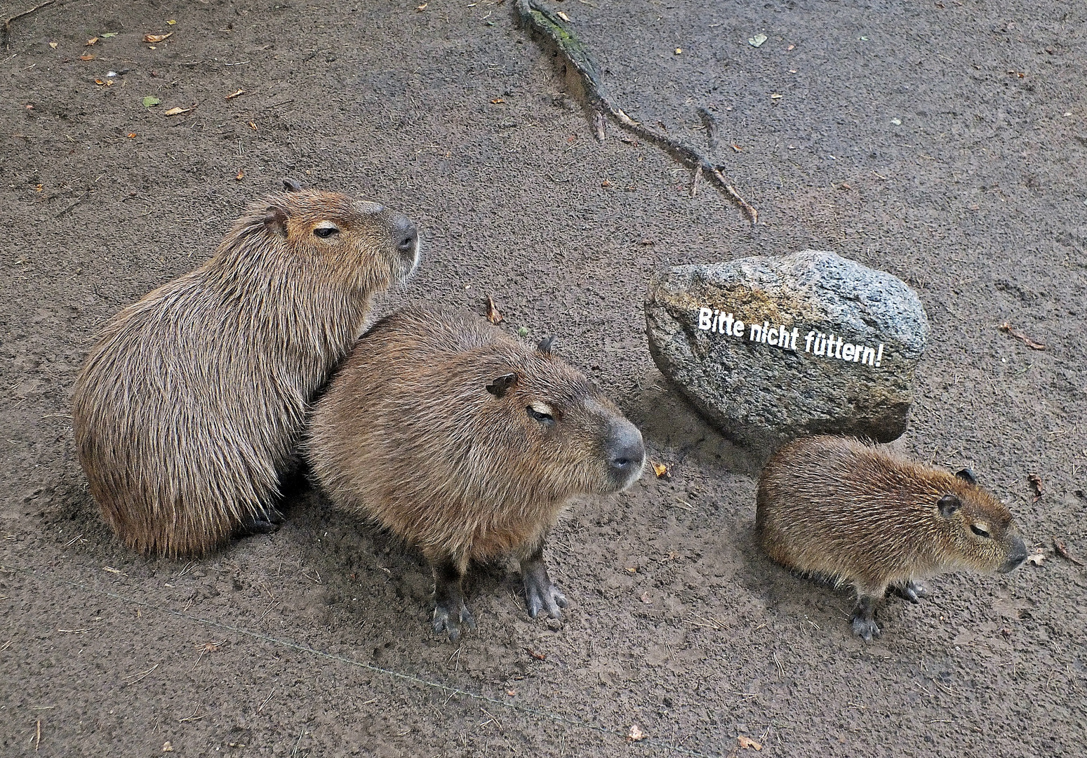 Wasserschwein Familie Bitte nicht füttern!