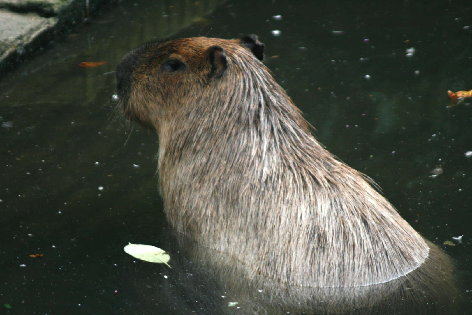 Wasserschwein (Hydrochoerus hydrochaeris)