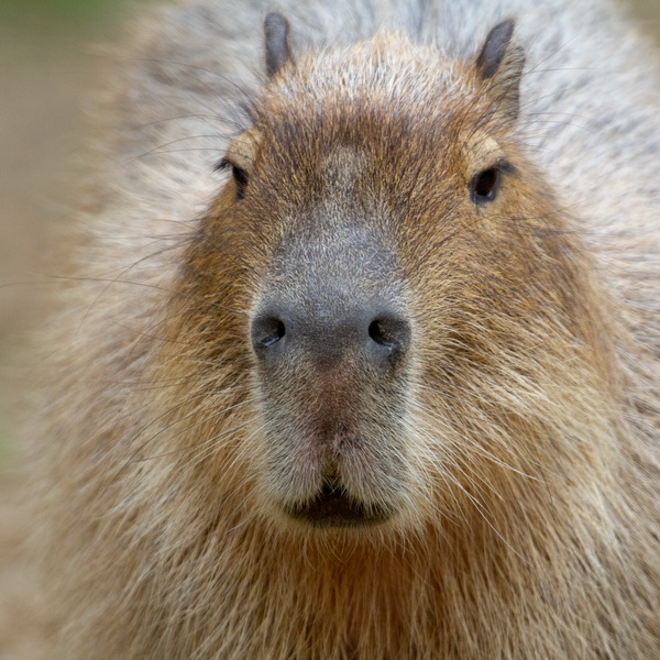 Wasserschwein im Portrait