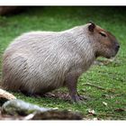 Wasserschwein im Tiergarten Schönbrunn (Wien)