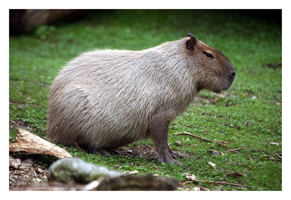 Wasserschwein im Tiergarten Schönbrunn (Wien)