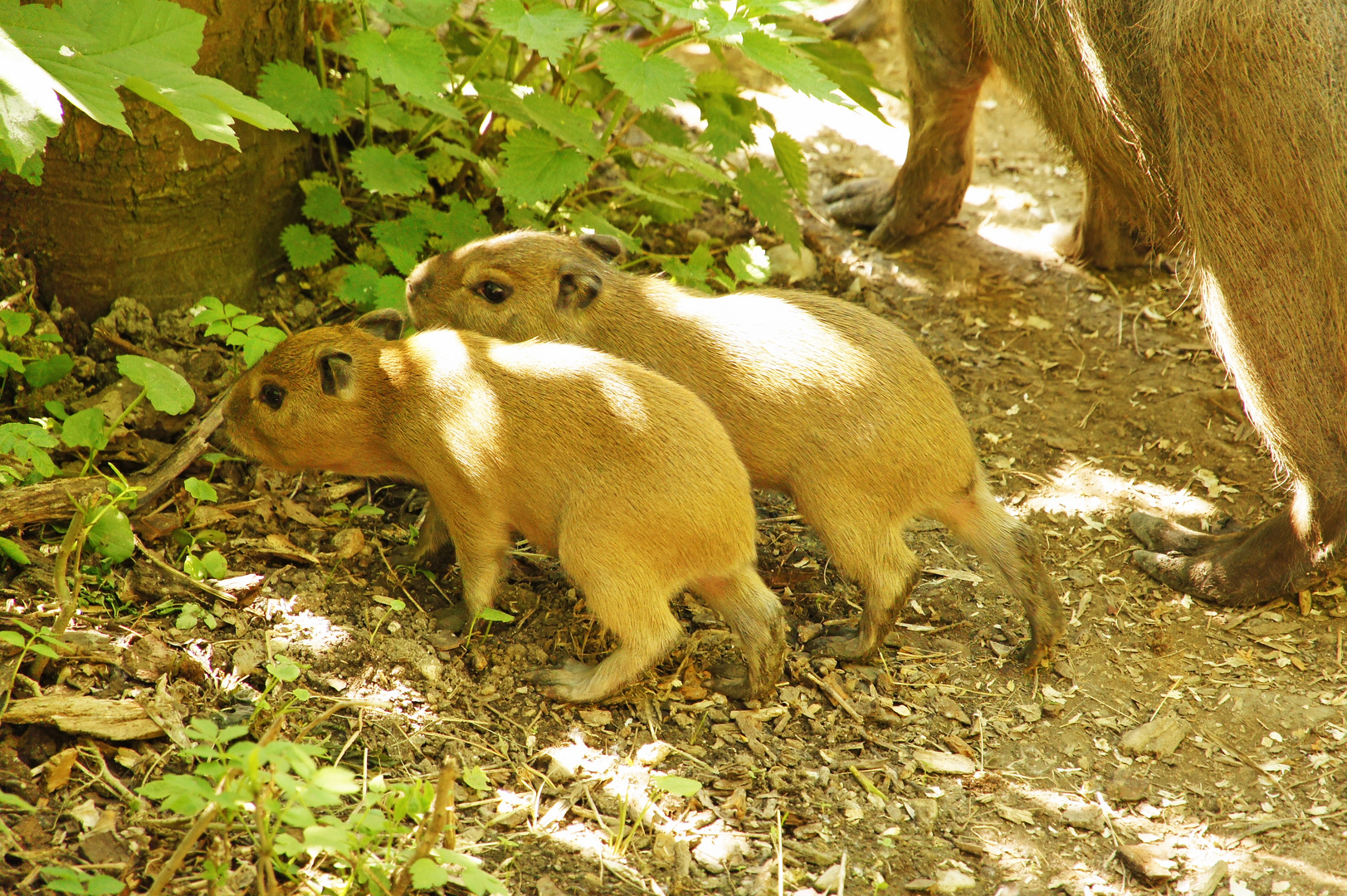 Wasserschwein Nachwuchs