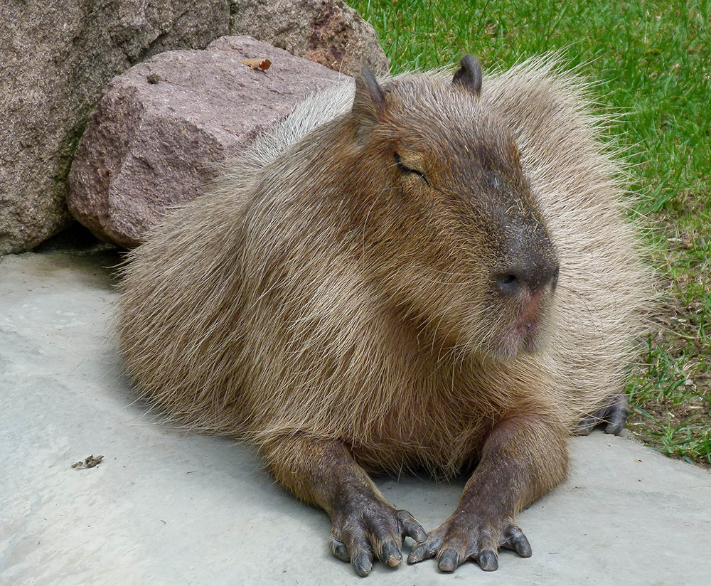 Wasserschwein oder Capybara (Hydrochoerus hydrochaeris)